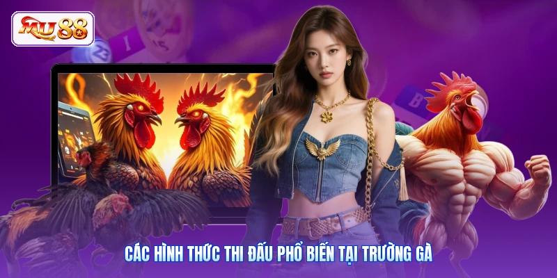 Các hình thức thi đấu phổ biến tại trường gà