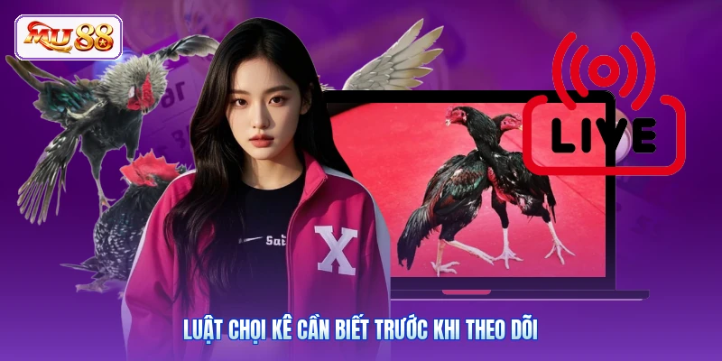 Luật chọi kê cần biết trước khi theo dõi